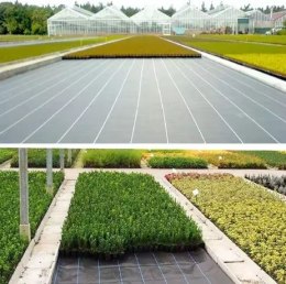 Agrotkanina Czarna 160 cm x50m UV 90g Antychwastowa Agrowłóknina + Kotwy