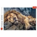 Puzzle - 1000 - Śpiący lew - Trefl 10447