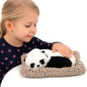 Śpiąca Panda Na Poduszce Figurka z Futerkiem Przeźroczysta Torba